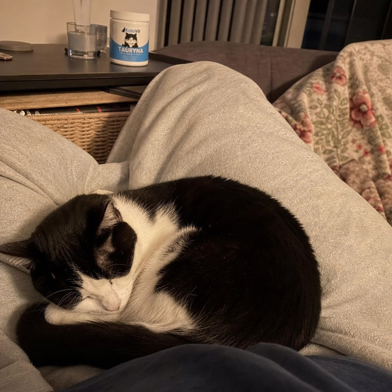 F8 — Kot zwinięty na kolanach właściciela na kanapie, tub KotaVit na stoliku
